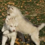 Чудесный щенок сибирской хаски девочка 2 месяца