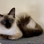 Balinese Kittens WhatsApp: +27842597191