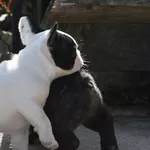 Pui de buldog francez de vânzare