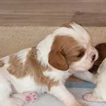 Щенки кавалер-кинг-чарльз-спаниеля. Пишите мне в WhatsApp: +44 7453 90