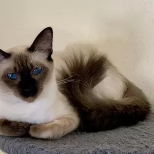 Balinese Kittens WhatsApp: +27842597191