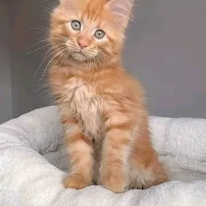 Maine Coon Kittens  WhatsApp: +27842597191