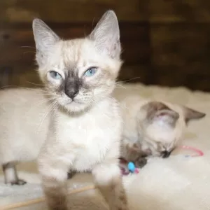 Brown/Snow/Silver/Charcoal Bengal Kittens