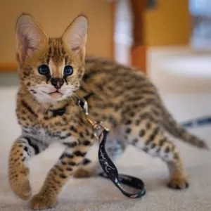 African Serval Kittens WhatsApp: +27842597191
