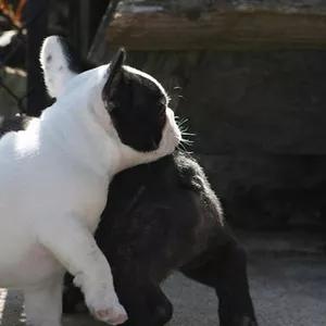 Pui de buldog francez de vânzare