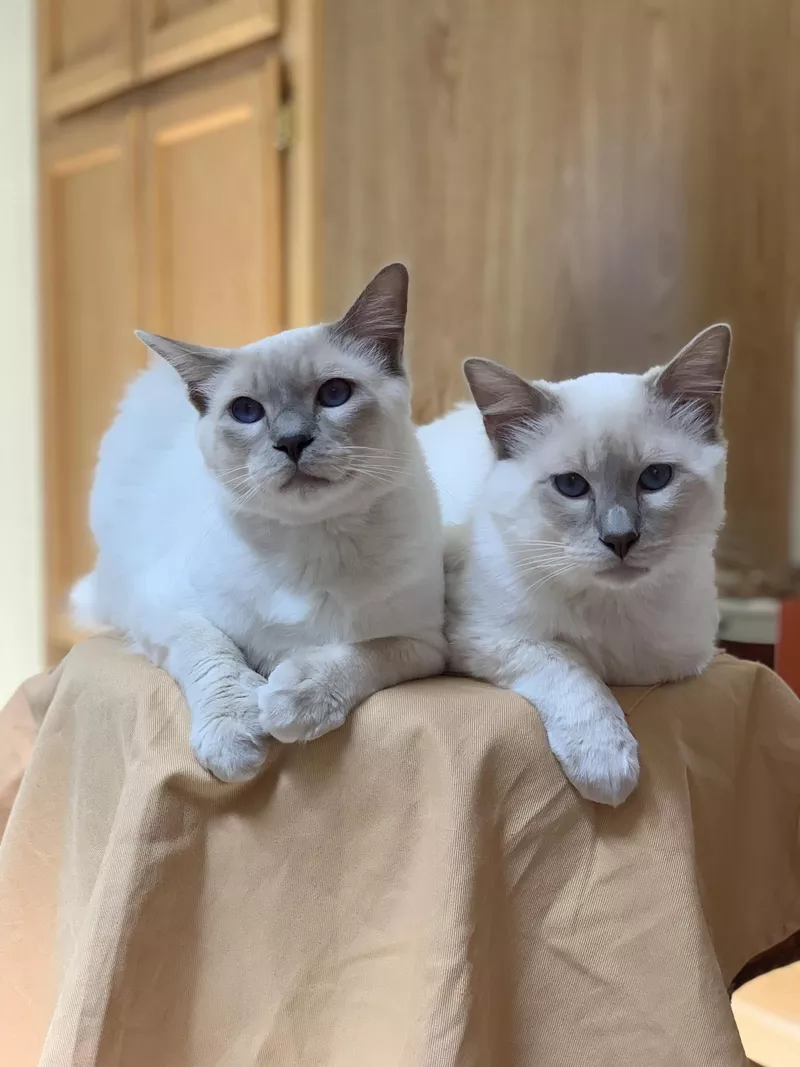 Balinese Kittens WhatsApp: +27842597191 2