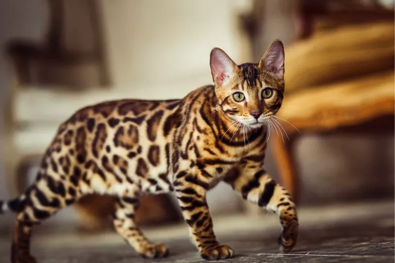 Brown/Snow/Silver/Charcoal Bengal Kittens 4