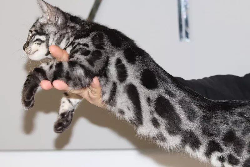 Brown/Snow/Silver/Charcoal Bengal Kittens 2