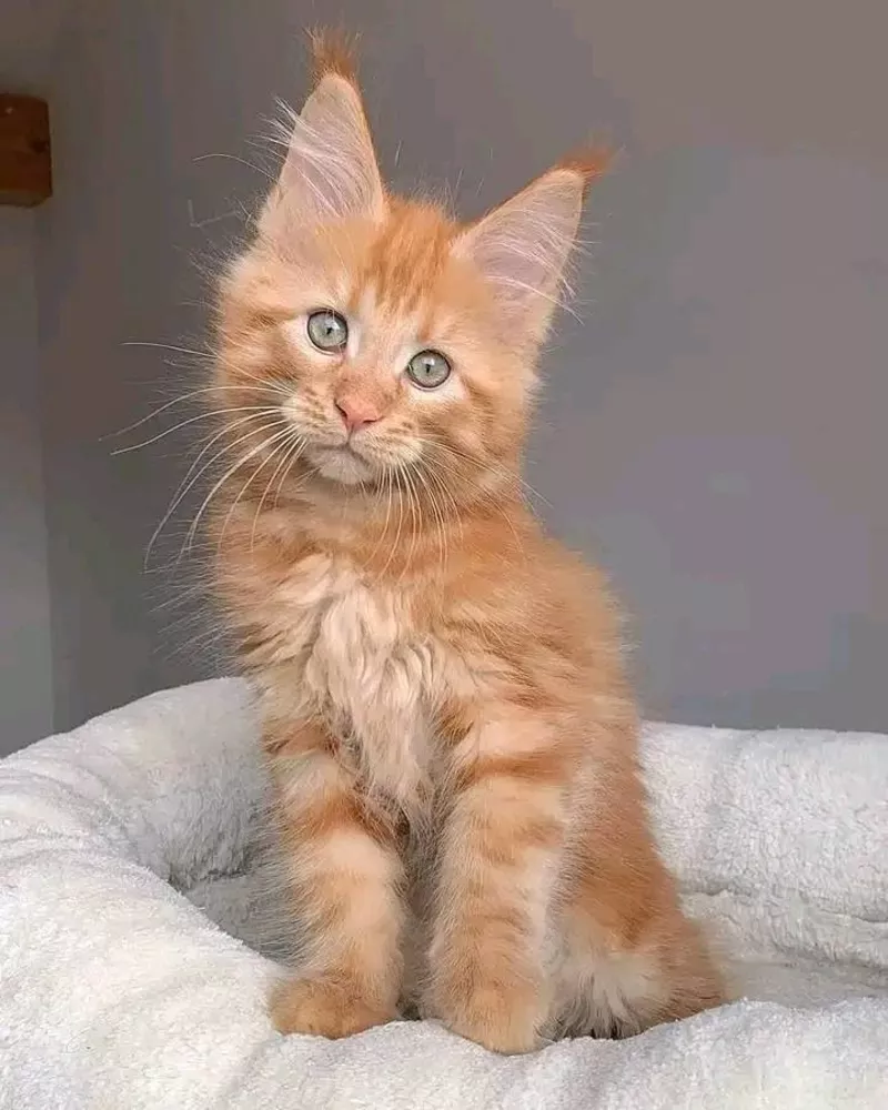 Maine Coon Kittens  WhatsApp: +27842597191