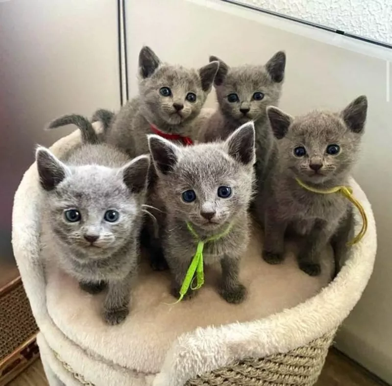 Russian Blue Kittens WhatsApp: +27842597191
