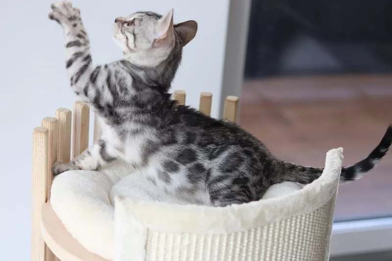 Brown/Snow/Silver/Charcoal Bengal Kittens 3