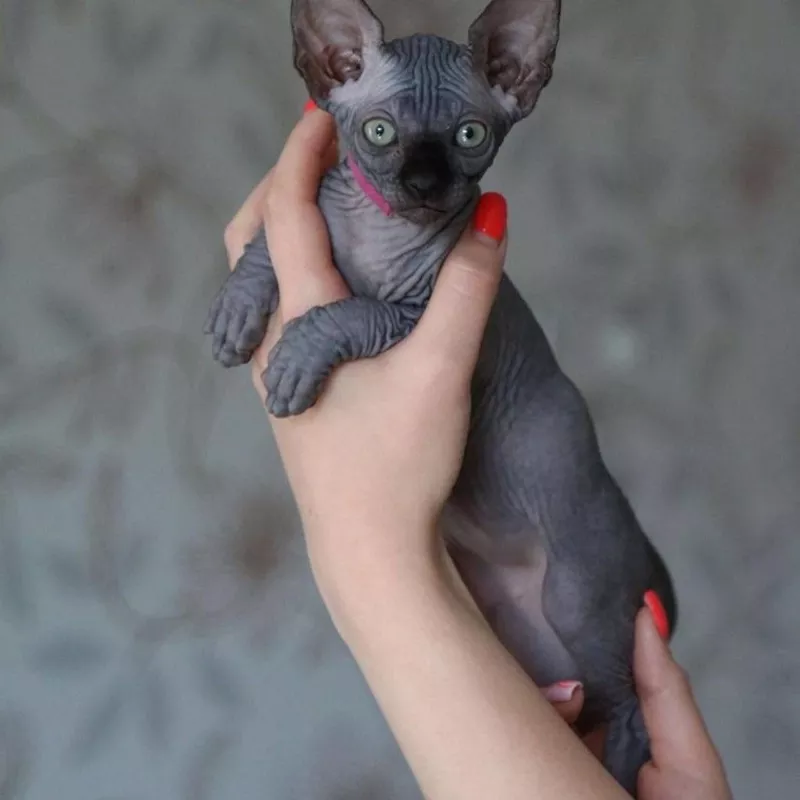 Sphynx Kittens WhatsApp: +27842597191 2