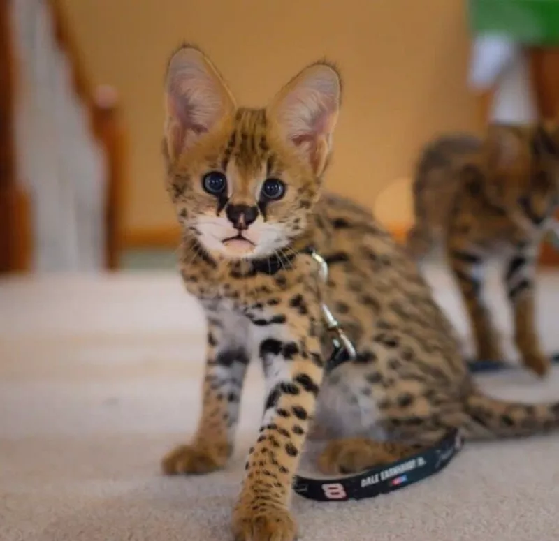 African Serval Kittens WhatsApp: +27842597191 2