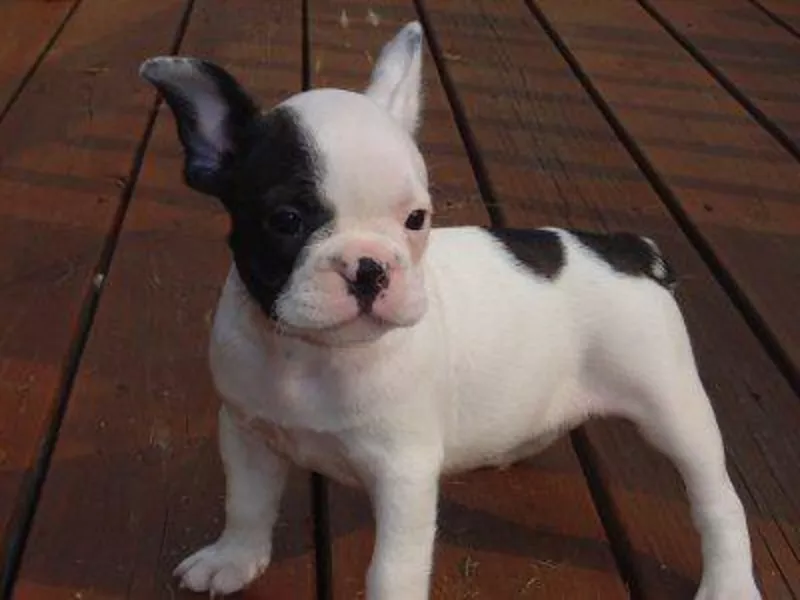 Pui de buldog francez de vânzare 6