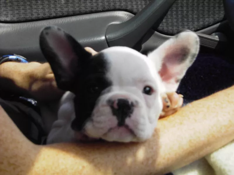 Pui de buldog francez de vânzare 5