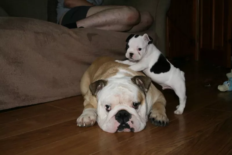 Pui de buldog francez de vânzare 3
