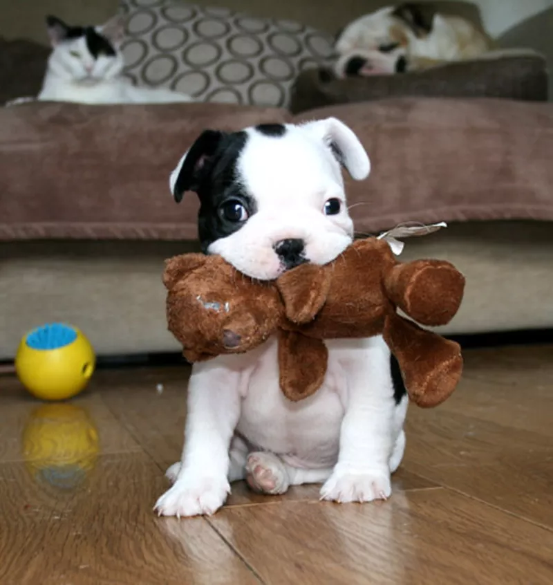 Pui de buldog francez de vânzare 4