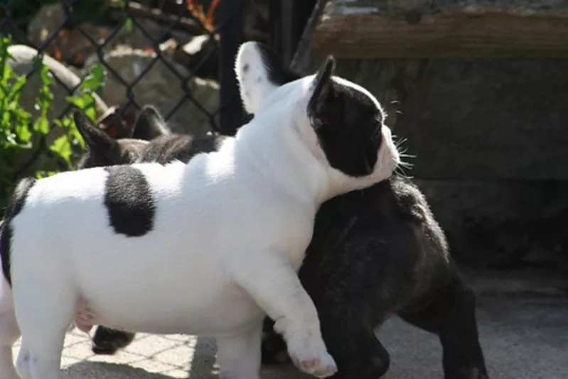 Pui de buldog francez de vânzare